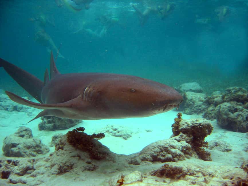 Punta Cana: Marinarium Snorkeling Cruise - The morning begins with a long hotel pickup