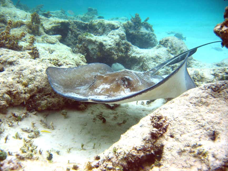 Punta Cana: Marinarium Snorkeling Cruise - The return trip is made for music and sun