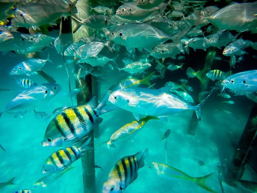 Punta Cana: Marinarium Snorkeling Cruise - Glass-bottom views on the way to the marine park