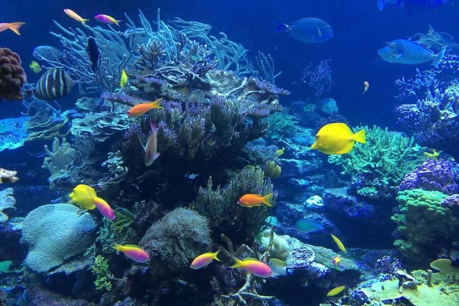 Punta Cana or La Romana: Catalina Island Tour and Snorkeling - The 8.5-hour schedule, from hotel lobby to hotel return