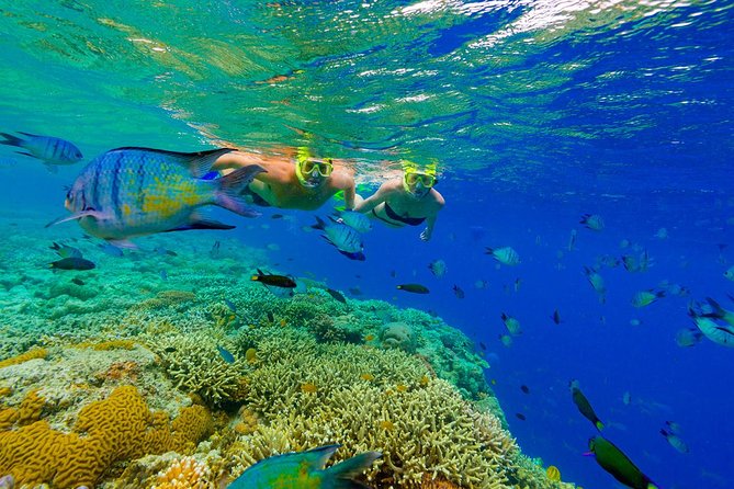 Punta Cana Snorkeling Cruise and Dune buggy Combo Adventure - Snorkeling near shore