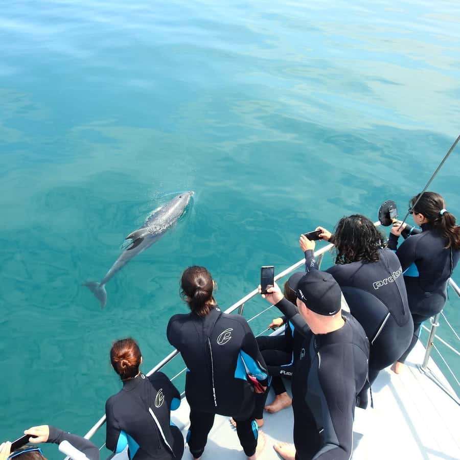 Queenscliff Harbour: 3.5hr Seal & Dolphin Snorkelling Tour - Key points to know before you book