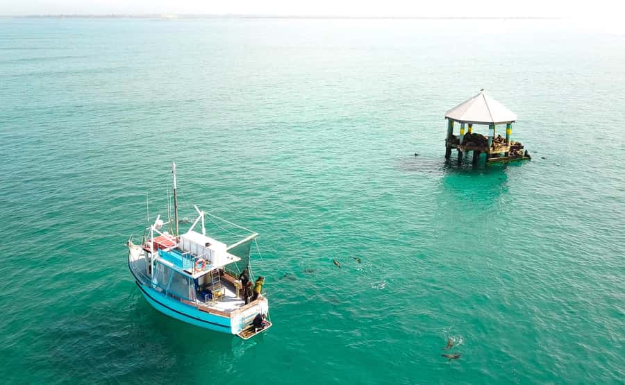 Queenscliff Harbour: 3.5hr Seal & Dolphin Snorkelling Tour - Starting at Queenscliff Harbour