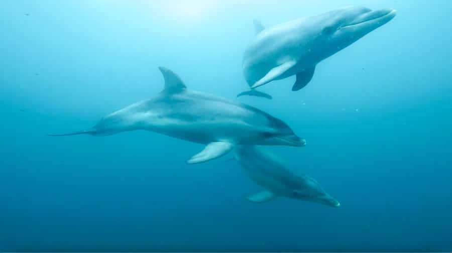 Queenscliff Harbour: 3.5hr Seal & Dolphin Snorkelling Tour - Chinaman’s Hat is the seal encounter