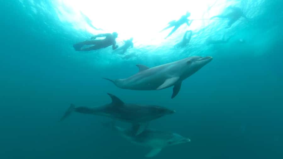 Queenscliff Harbour: 3.5hr Seal & Dolphin Snorkelling Tour - The boat ride is part of the experience