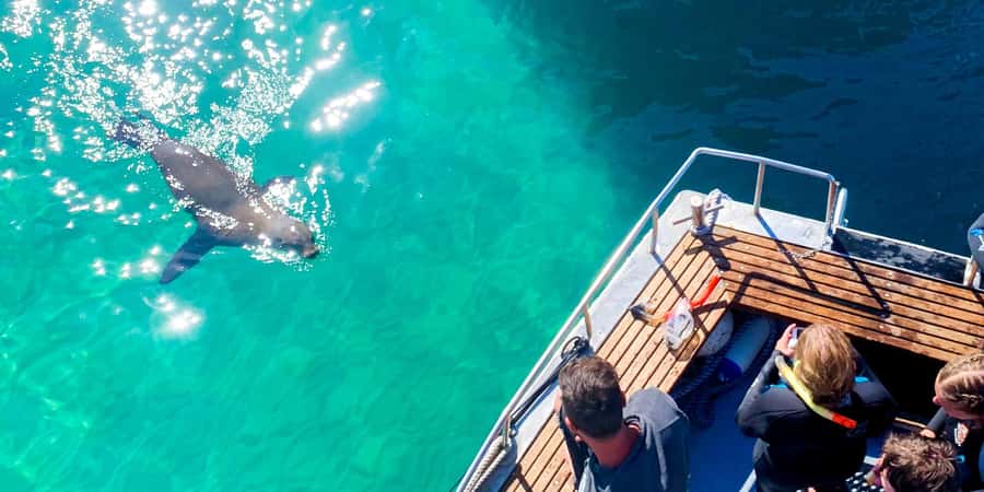 Queenscliff Harbour: 3.5hr Seal & Dolphin Snorkelling Tour - What the price includes at $148
