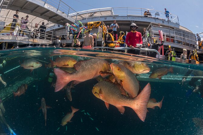 Quicksilver Great Barrier Reef Snorkel Cruise from Port Douglas - Key points to know before booking