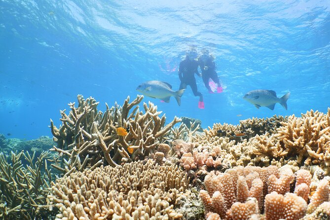 Quicksilver Great Barrier Reef Snorkel Cruise from Port Douglas - Who should book this Port Douglas reef trip?