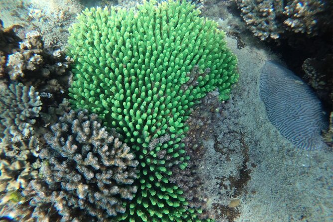 REAL snorkel &island hopping by SPEEDBOAT-EXPLORE CUISINES(MAX12) - May Rut, Gam Ghi, and the beach breaks