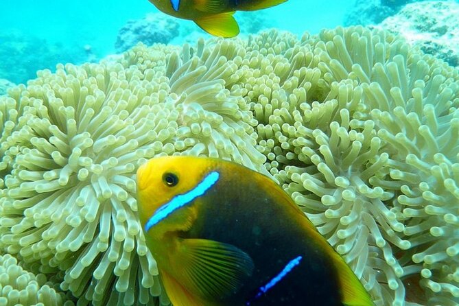 Reef Discovery Luxury Private Snorkeling Lagoon Tour - Why a private boat changes the Bora Bora lagoon day