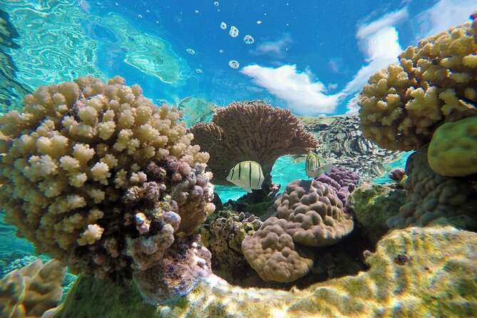 Reef Discovery Luxury Private Snorkeling Lagoon Tour - Snorkeling in warm, shallow lagoon water