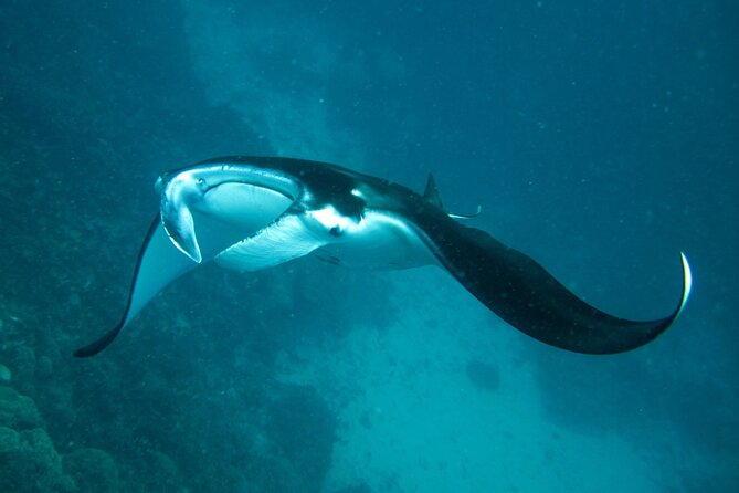 Reef Discovery Luxury Private Snorkeling Lagoon Tour - Starting with pickup from your Bora Bora accommodation