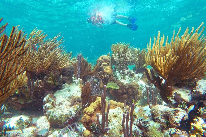 Reef Snorkeling in National Park from Cancun with Beachside Lunch - Who will enjoy this Puerto Morelos outing