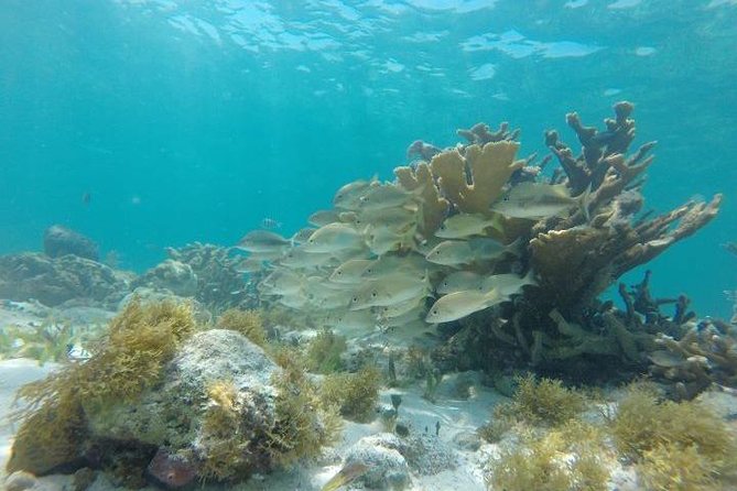 Reef Snorkeling & Jungle Speedboat Adventure with Mayan Ceremony - Lunch, lockers, photos, and the extra-cost details