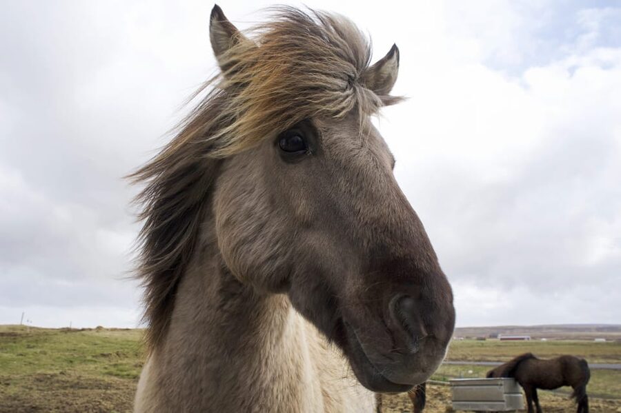 Reykjavik Combo: Horse Riding & Snorkeling in Silfra Fissure - Why this combo works for one busy Iceland day