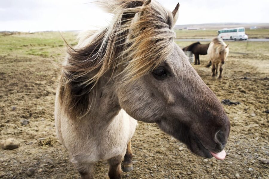 Reykjavik Combo: Horse Riding & Snorkeling in Silfra Fissure - A break for hot cocoa and biscuits