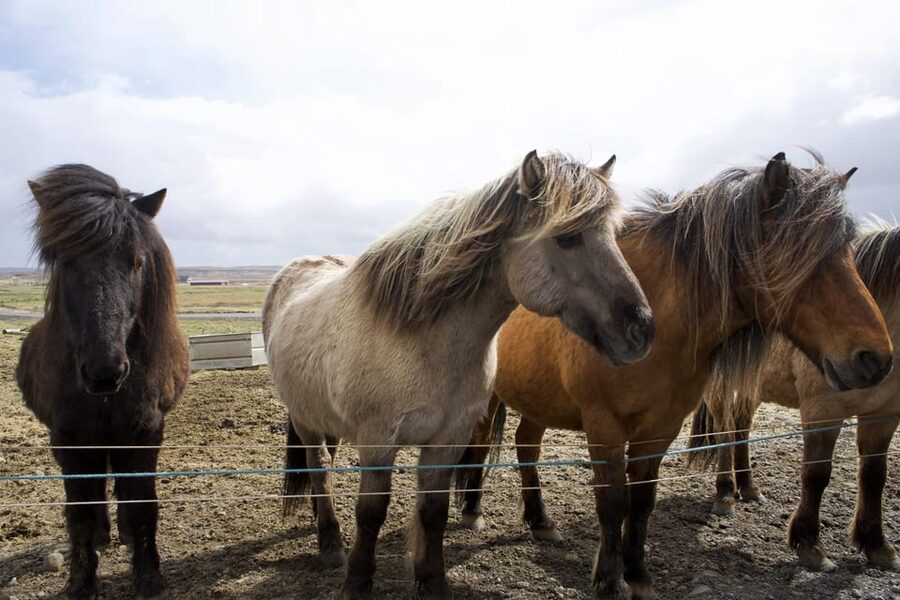 Reykjavik Combo: Horse Riding & Snorkeling in Silfra Fissure - Should you book it?