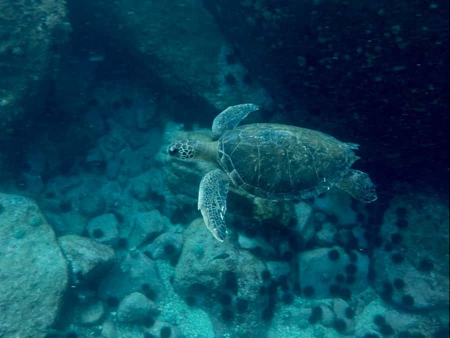Rio: Snorkel & Swim with Turtles Tour at Tijuca Islands - Returning by boat with Rio in the distance