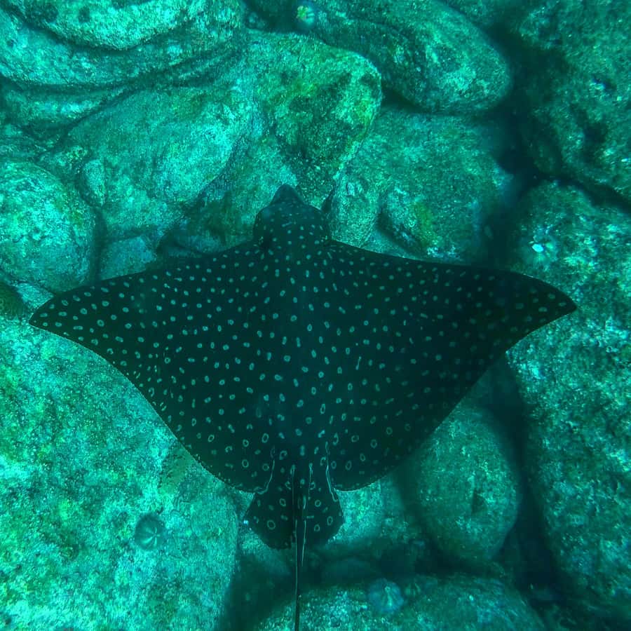 Rio: Snorkel & Swim with Turtles Tour at Tijuca Islands - What the $100 price covers