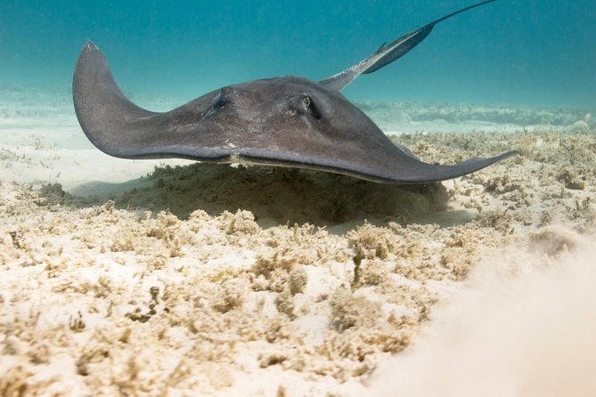 Riviera Maya Luxury Snorkeling Cruise with Lunch and Drinks - Inah Reef and the short snorkeling stop