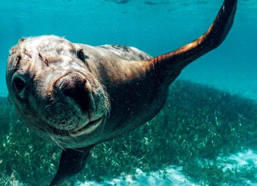 Rockingham: 3 Island Wildlife Snorkeling Cruise with Lunch - Key points at a glance