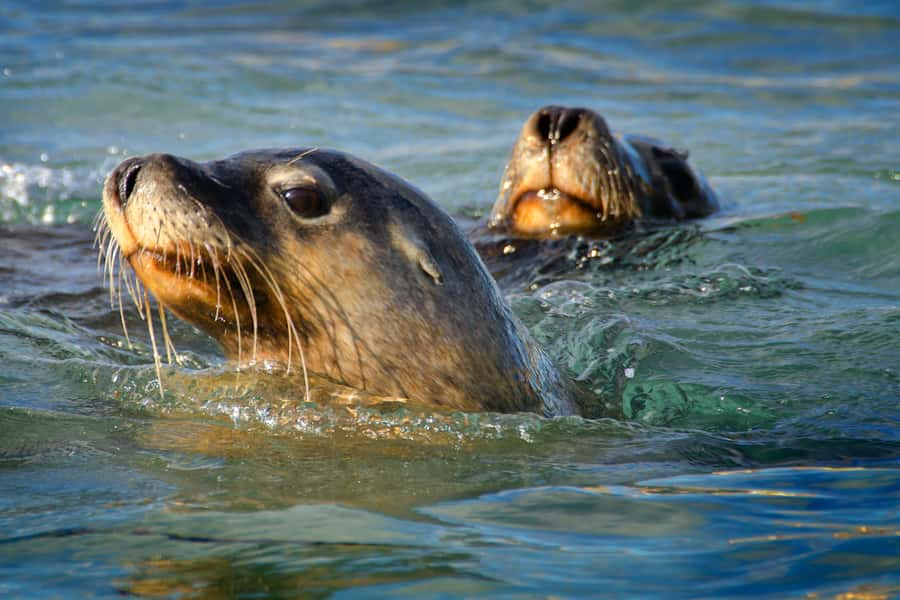Rockingham: 3 Island Wildlife Snorkeling Cruise with Lunch - What the Rockingham cruise is really like