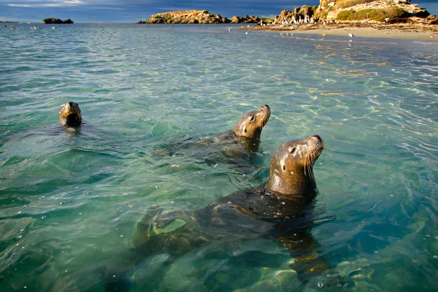 Rockingham: 3 Island Wildlife Snorkeling Cruise with Lunch - Penguin, Seal, and Bird Islands