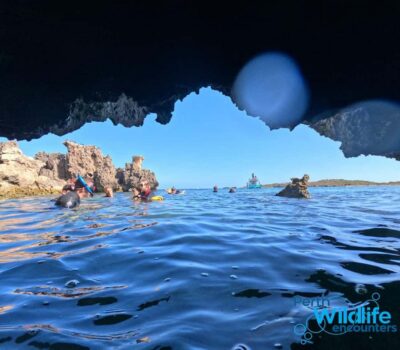 Rockingham: 3 Island Wildlife Snorkeling Cruise with Lunch