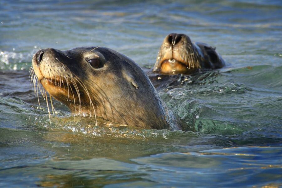 Rockingham: 3 Island Wildlife Snorkeling Cruise with Lunch - Wildlife watching from the upper deck