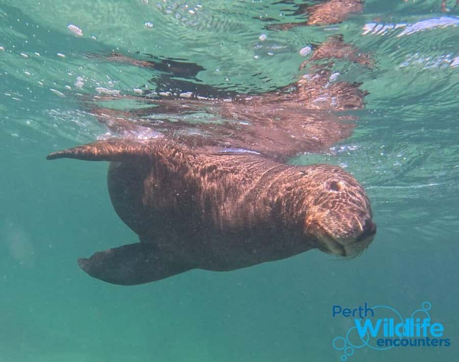 Rockingham: 3 Island Wildlife Snorkeling Cruise with Lunch - Crew care and the feel onboard