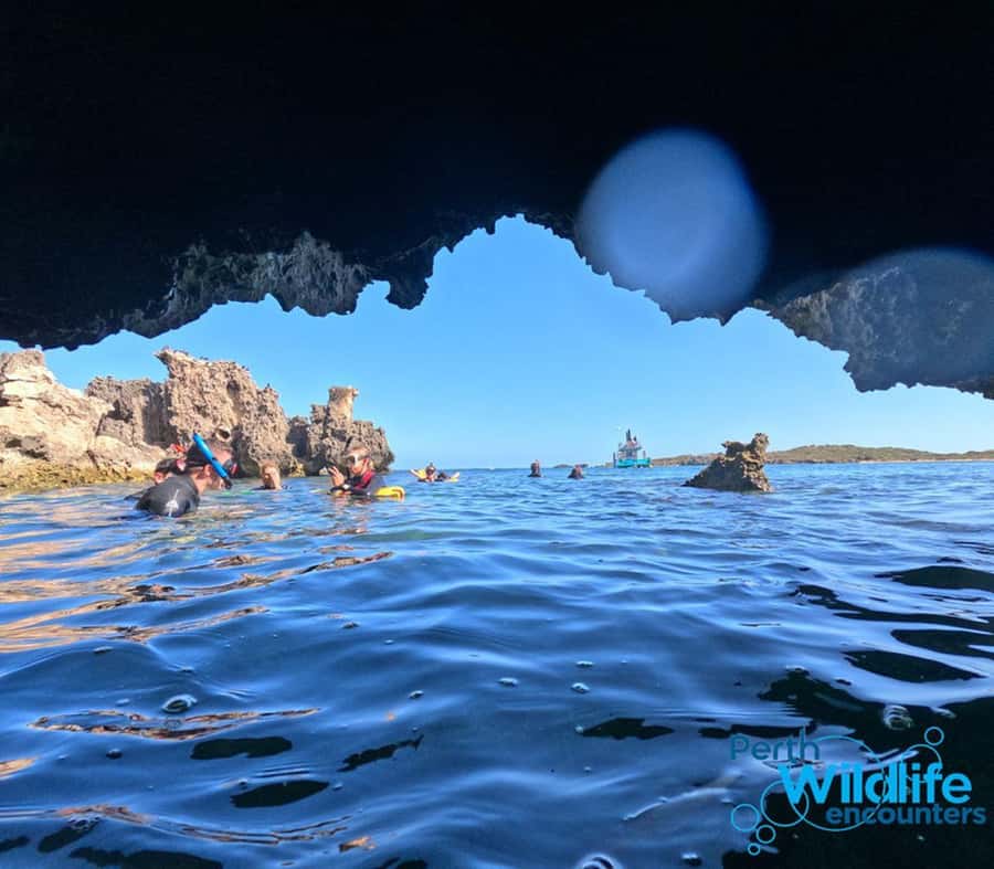 Rockingham: 3 Island Wildlife Snorkeling Cruise with Lunch - Starting at Penguin Island Visitor Center