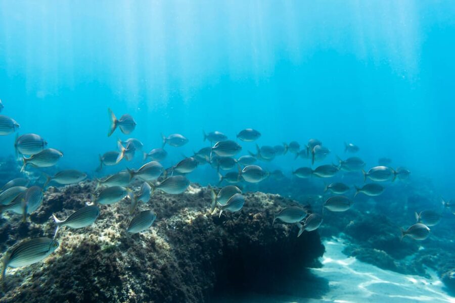 S. Miguel: Snorkeling adventure in Caloura - Local cookies and fruit after the swim