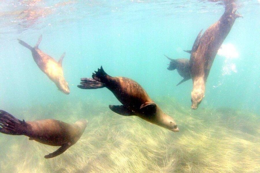San Diego: La Jolla Cove Guided Snorkeling Tour - Swimming with sea lions at La Jolla Cove
