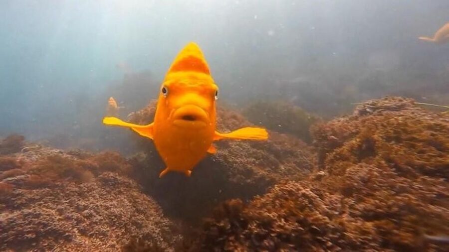 San Diego: La Jolla Cove Guided Snorkeling Tour - Why the group size matters in the water