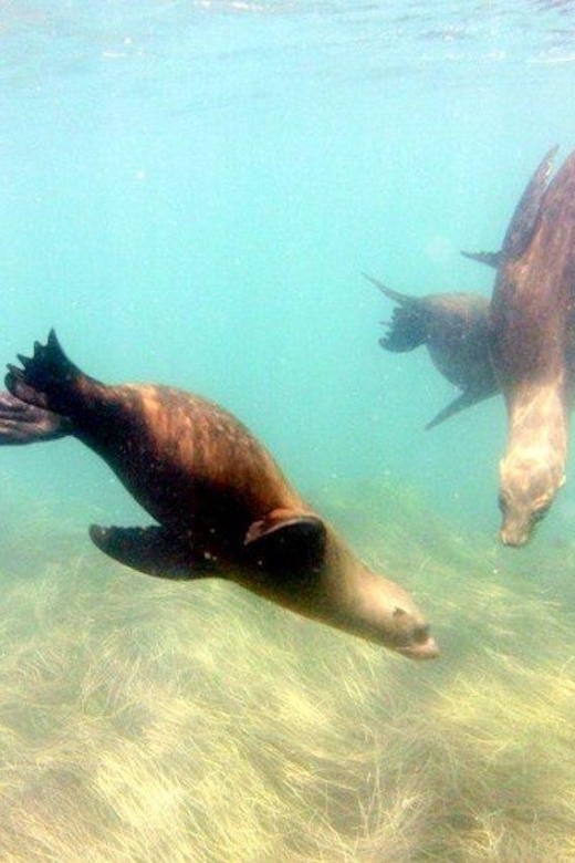 San Diego: La Jolla Cove Guided Snorkeling Tour - Who should book this snorkeling tour