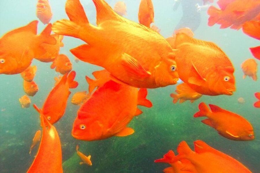 San Diego: La Jolla Cove Guided Snorkeling Tour - The marine life you might see