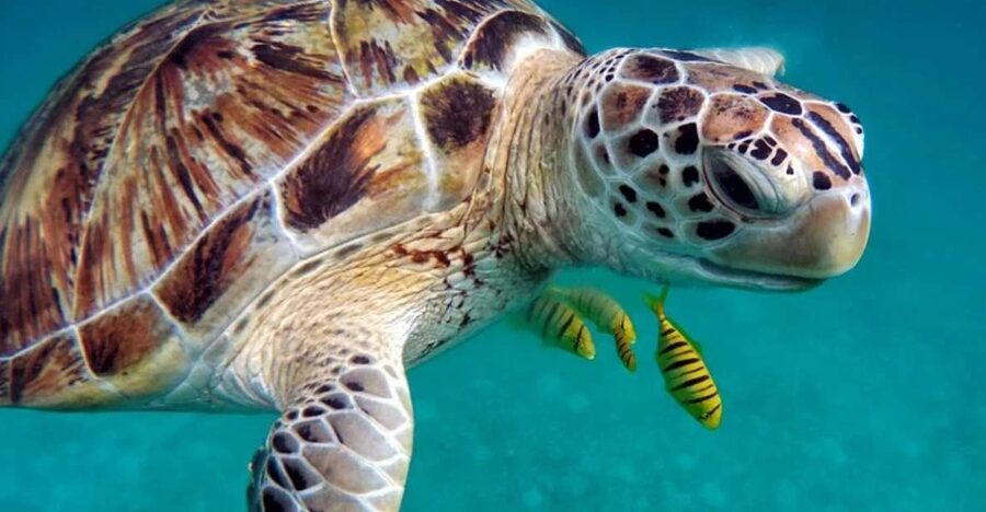 San Domino, Tremiti: guided snorkeling tour - Clear water and a small boat around the Tremiti Islands