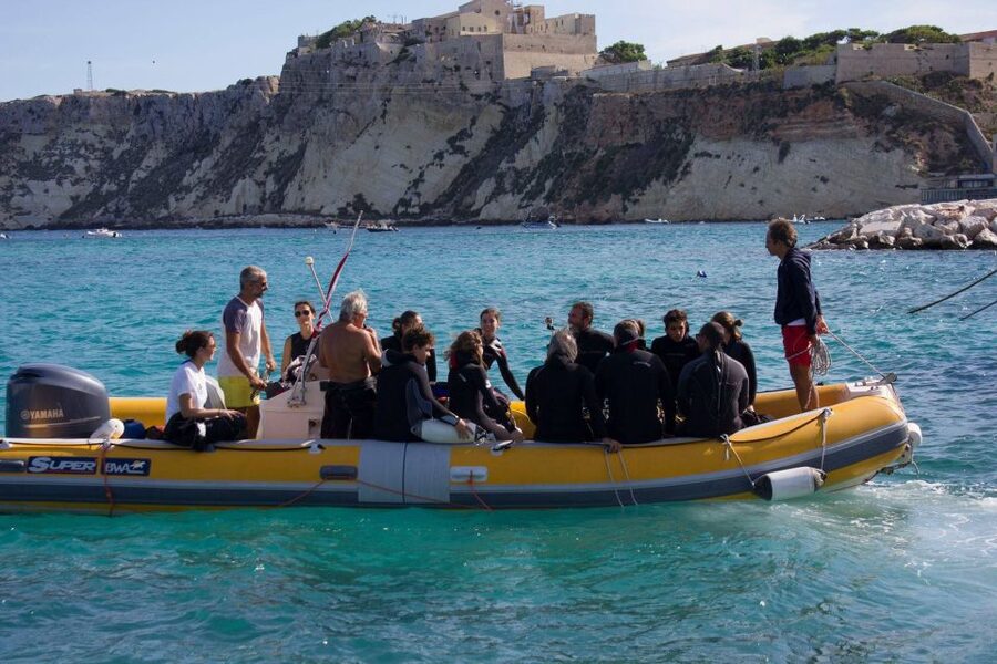 San Domino, Tremiti: guided snorkeling tour - Marine life, expectations, and guide attention