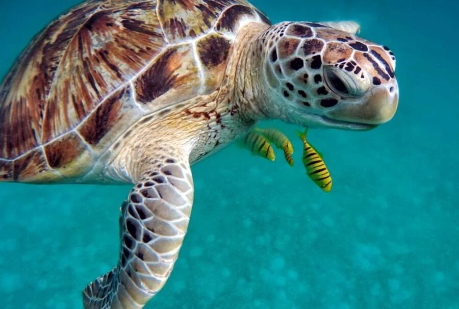 San Domino, Tremiti: guided snorkeling tour - What happens at Aquodiving before departure