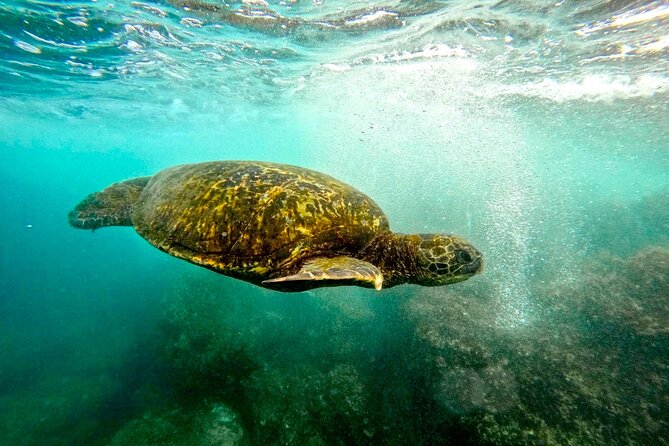 San Juan Guided Snorkel With Turtles Tour and Videos - Morning or afternoon: which departure works better?