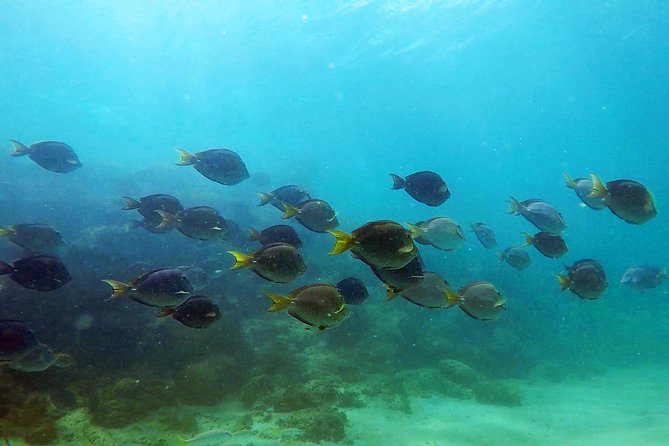 San Juan Guided Snorkel With Turtles Tour and Videos - Group size and comfort in the water