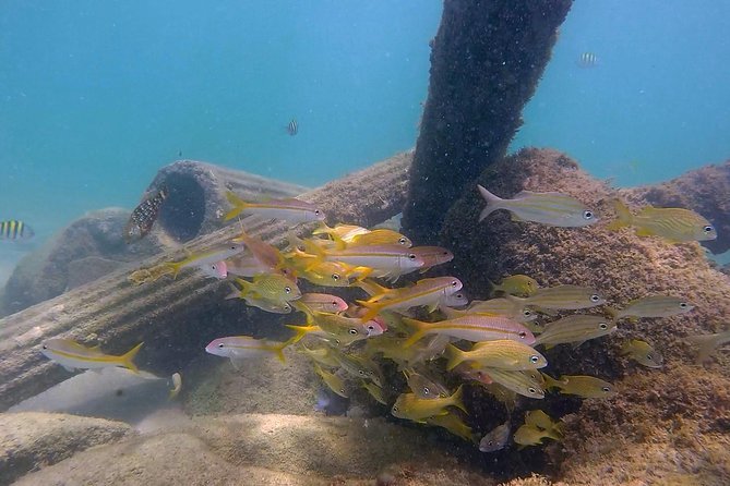 San Juan Guided Snorkel With Turtles Tour and Videos - The GoPro video and what to expect afterward