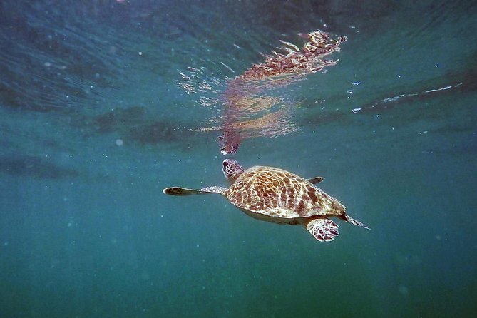 San Juan Guided Snorkel With Turtles Tour and Videos - Who will enjoy this San Juan snorkel