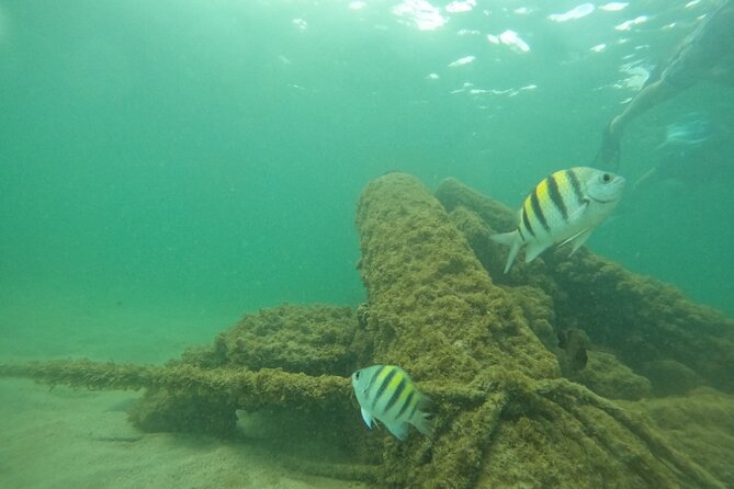 San Juan Turtle Spotting Snorkel Adventure with Videos - One hour in the protected water