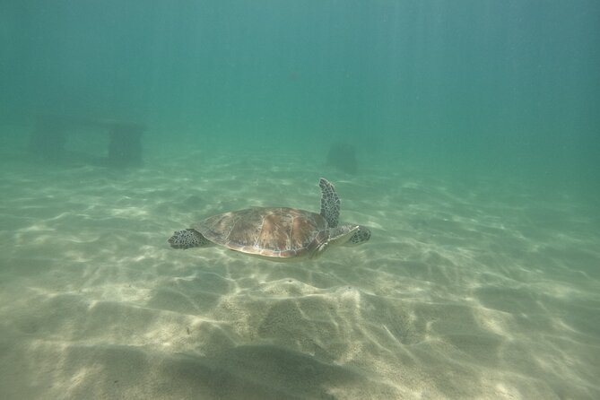 San Juan Turtle Spotting Snorkel Adventure with Videos - Videos add value to a $50 outing