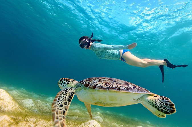 San Juan Turtle Spotting Snorkel Adventure with Videos - Price, parking, and cancellation details
