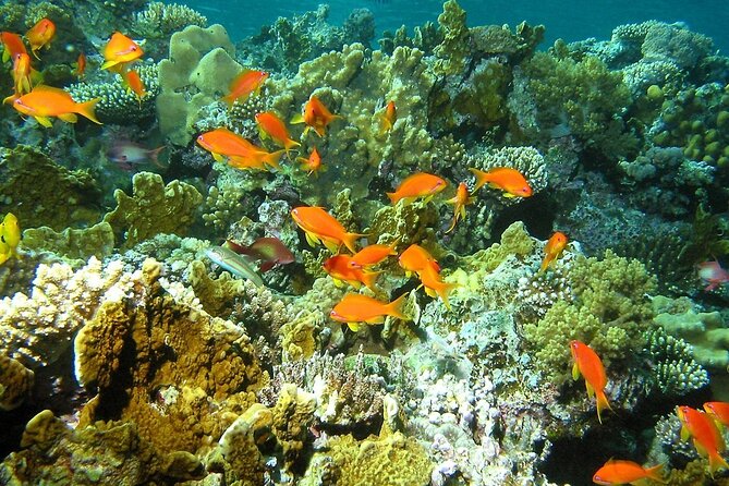Santa Maria and Chileno Bay Snorkel Adventure Los Cabos - Who will enjoy this most