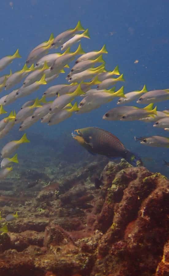 Santa Maria: Guided Snorkeling and Reef Tour - Reaching Sal’s reefs from Santa Maria