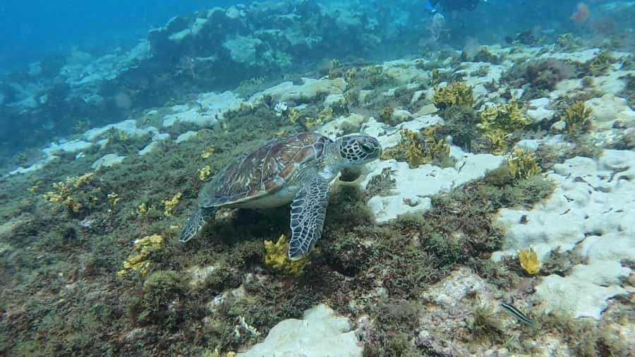 Santa Maria: Guided Snorkeling and Reef Tour - What you might see underwater