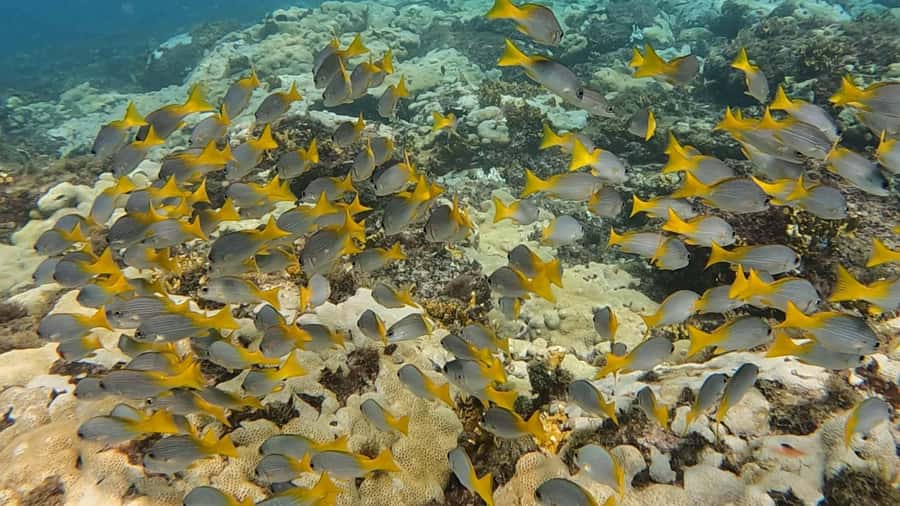 Santa Maria: Guided Snorkeling and Reef Tour - How difficult is the snorkeling?